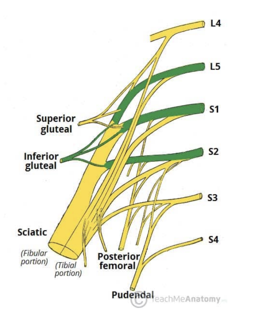 <ul><li><p>2nd main branch of Sacral plexus — leaves pelvis via greater sciatic foramen to enter gluteal region inferiorly to piriformis muscle, along with inferior gluteal artery &amp; vein</p></li><li><p>Roots — L5, S1, S2</p></li><li><p>Motor functions — innervates gluteus maximus</p></li><li><p>Sensory functions — none </p></li></ul>