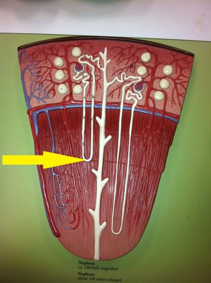 <p>Is a long straight tube with a single characteristic hairpin turn. It functions primarily augmenting the kidney's ability to concentrate.</p>