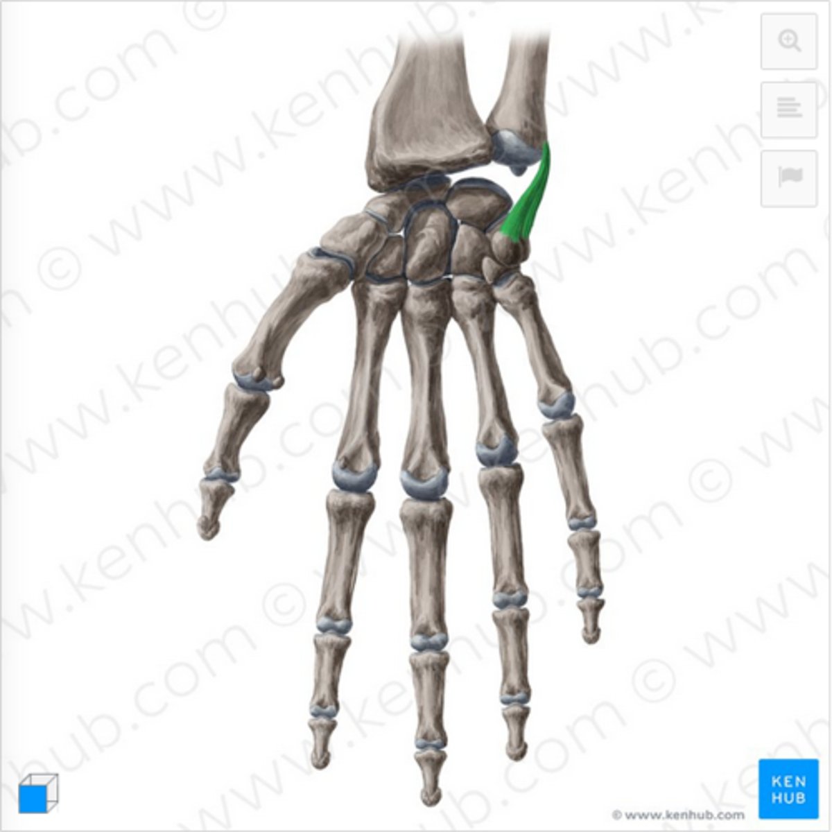 knowt flashcard image