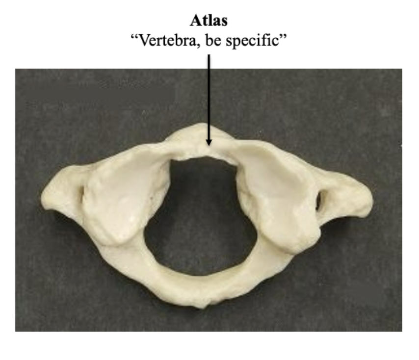 <p>Atlas</p><p>(C1 holds head *greek god!, &amp; <strong>no dens</strong>)</p>