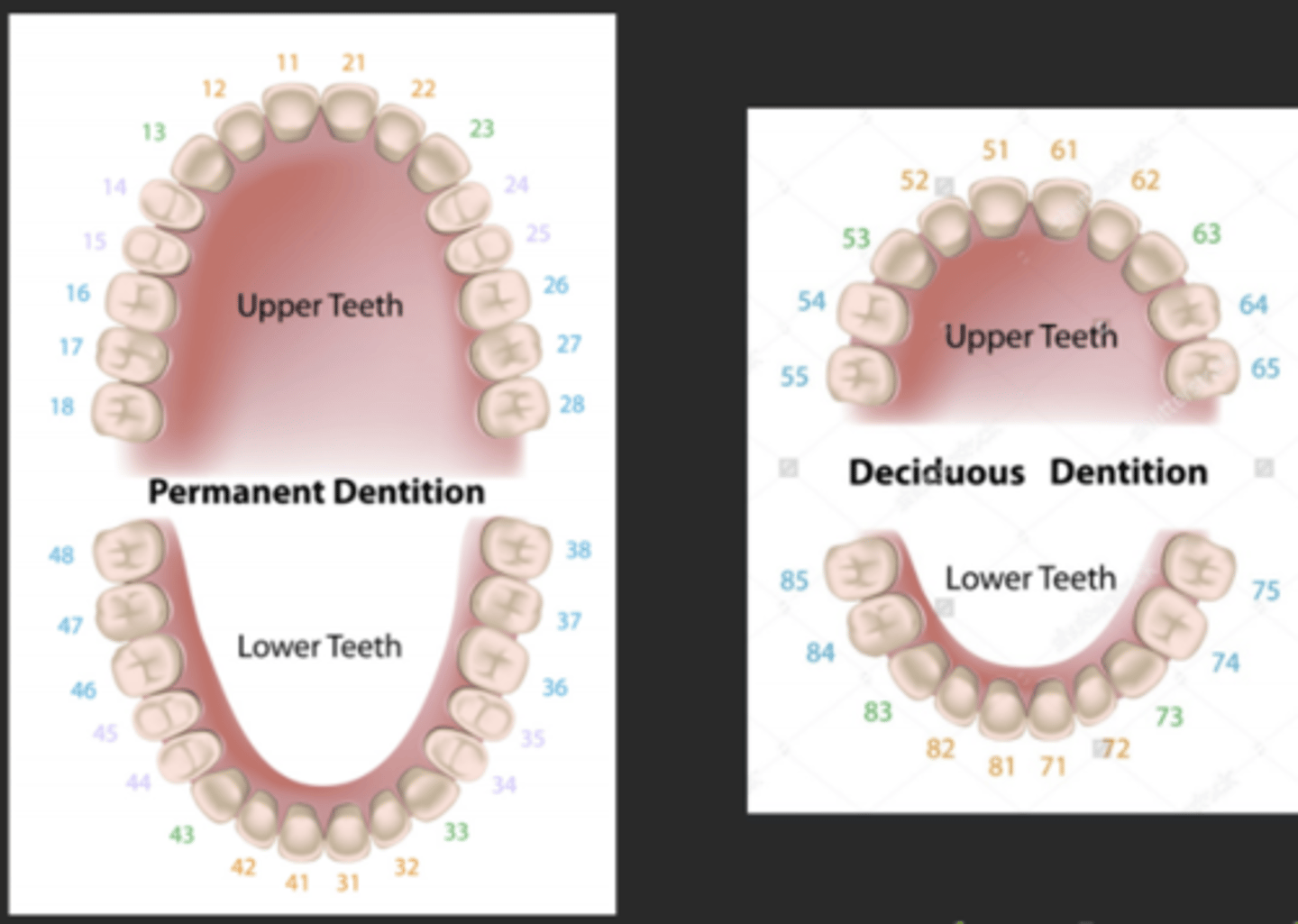 <p>- number to each quadrant proceeds the tooth number used in palmer; a 2-digit system</p><p>- each quadrant is given a number: UR 1, UL 2, LL 3, LR 4</p><p>- for primary arches: UR 5, UL 6, LL 7, LR 8</p>