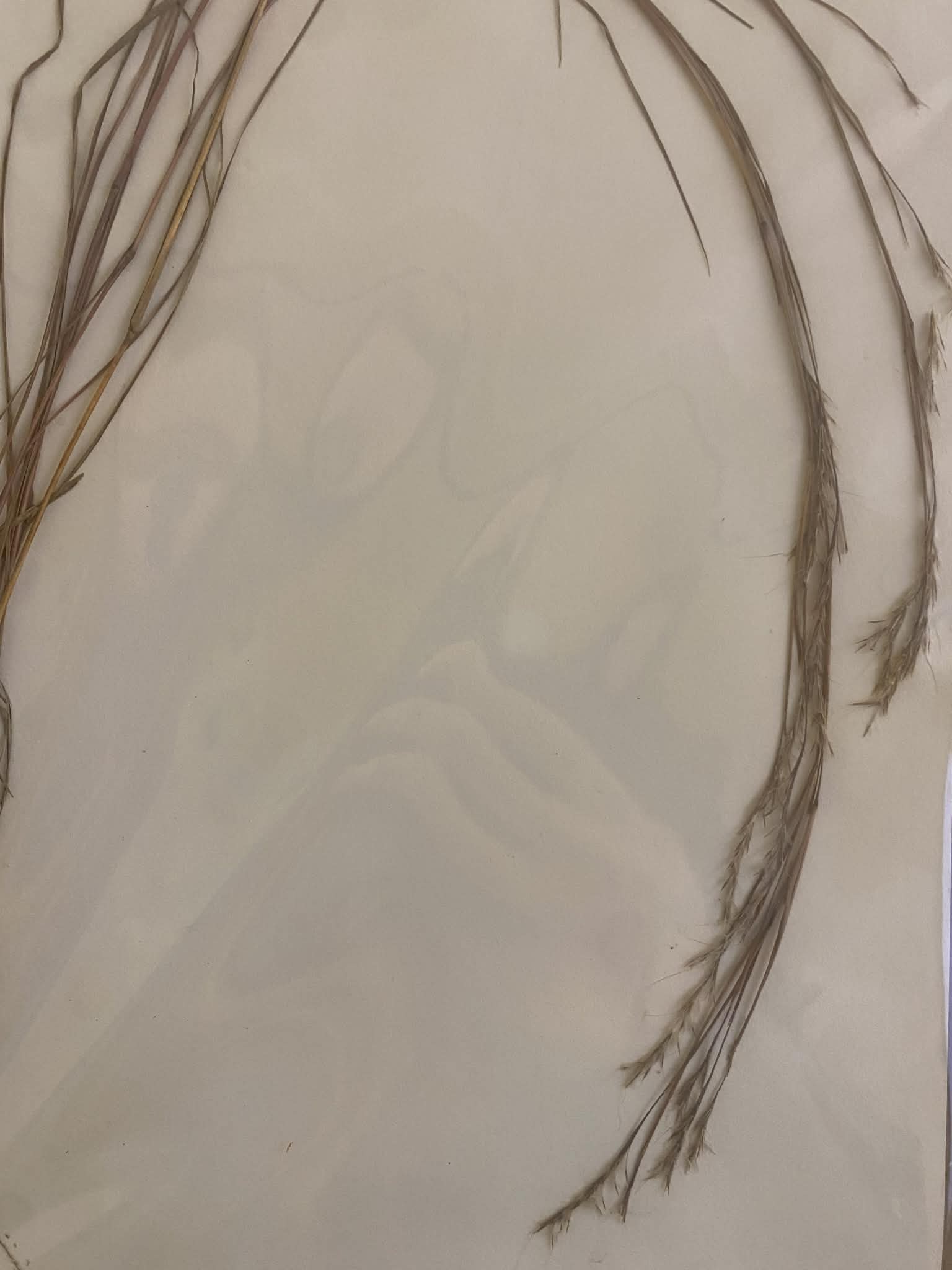 <p>Andropogoneae, P, N, Schizachyrium scoparium, Little bluestem</p>