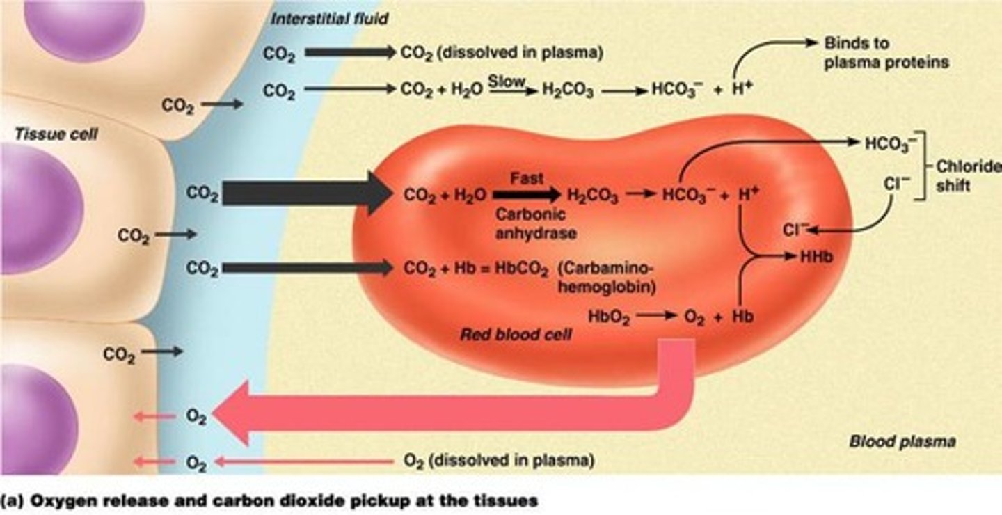 <p>1. FAST, in RBC: CO2 + H2O --carbonic anhydrase--&gt; H2CO3 ---&gt; HCO3- + H+ + Cl-</p><p>2. CO2 + Hb ---&gt; HbCO2</p><p>3. CO2 dissolved in plasma</p><p>4. SLOW, in plasma: CO2 + H2O ---&gt; H2CO3 ---&gt; HCO3 - + H+</p>