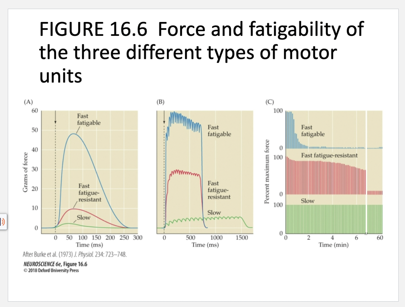 <p>Figure 16.6- Force and fatigability of three different types of motor units diagram explanation </p>