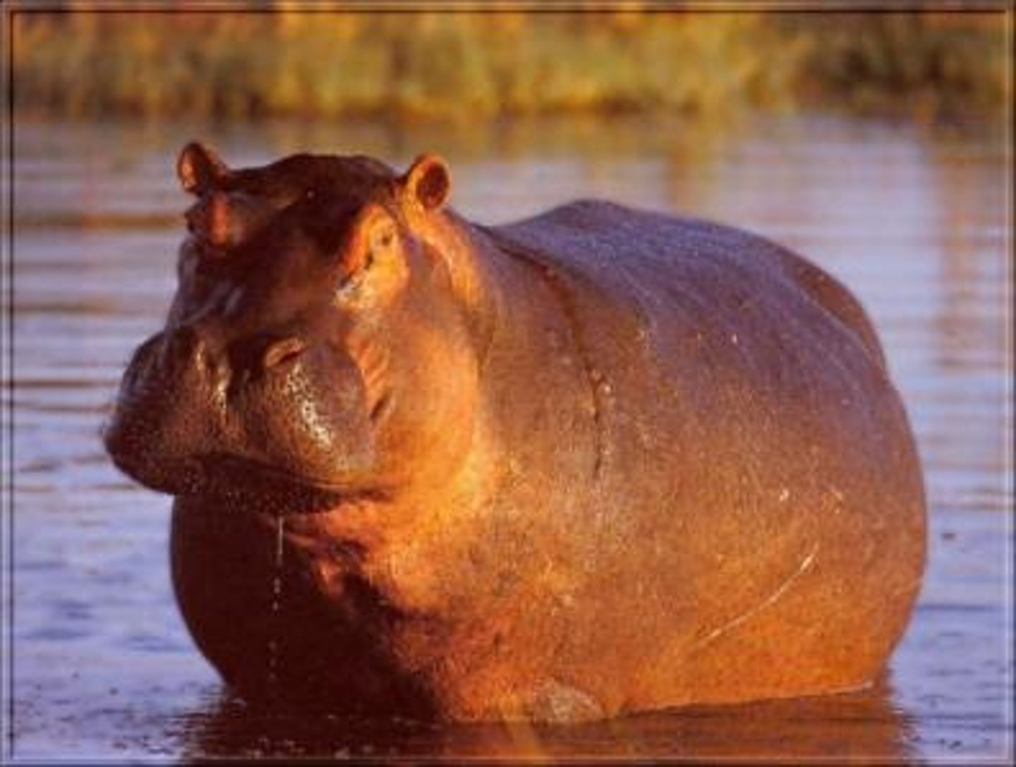 <p>hippo</p>