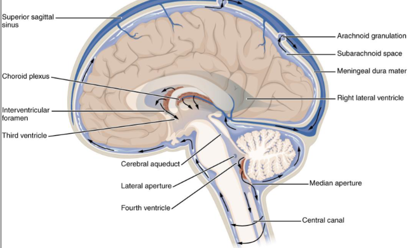<ul><li><p>lateral ventricles</p><ul><li><p>2 most superior cavities</p></li></ul></li><li><p>septum pellucidum/pellucidum septum</p><ul><li><p>two cavities separated ny this thin wall/partition</p><ul><li><p>septum- thin wall dividing two chambers</p></li></ul></li></ul></li><li><p>interventricular foramina/ foramina of Monro</p><ul><li><p>CSF flows from lateral ventricles through this into 3rd ventricle</p></li></ul></li><li><p>third ventricle/diencephaletic chamber</p><ul><li><p>NO 1st or 2nd ventricle (lateral ventricles)</p></li><li><p>surrounded by diencephalon</p></li></ul></li><li><p>aqueducts of Sylvius/ mesencephalic aqueduct/ cerebral aqueduct</p><ul><li><p>from 3rd ventricle, CSF flows through this into the 4th ventricle</p></li><li><p>NOT IN CEREBRUM</p></li></ul></li><li><p>fourth ventricle</p><ul><li><p>4 Exits from this:</p></li><li><p>central canal of the spinal cord</p><ul><li><p>  CSF can go into</p></li></ul></li><li><p>median foramen/ foramen of Magendie</p><ul><li><p>single, midline opening</p></li><li><p>allows CSF to flow into subarachnoid space</p></li></ul></li><li><p>lateral foramina/foramina of Luschka</p><ul><li><p>2 lateral openings</p></li><li><p>allow CSF to flow into subarachnoid space</p></li></ul></li></ul></li></ul><p></p>