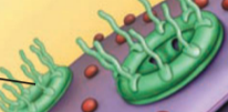 <p>the green hairy looking things are the ______ found in the nucleus</p>