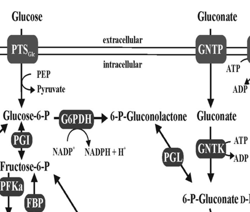 <p>Glucose-6-phosphate dehydrogenase in ED pathway</p>