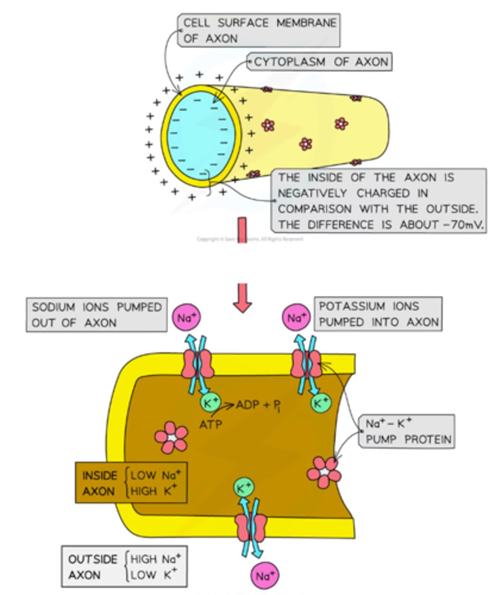 <p>- The active transport of sodium ions and potassium ions (more Na⁺ out than K⁺ in)</p><p>- A difference in rates of diffusion of sodium ions and potassium ions (K⁺ passively diffuse out)</p><p>- Negatively charged proteins on the inside of the neuron</p>