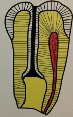 <p>dx </p>