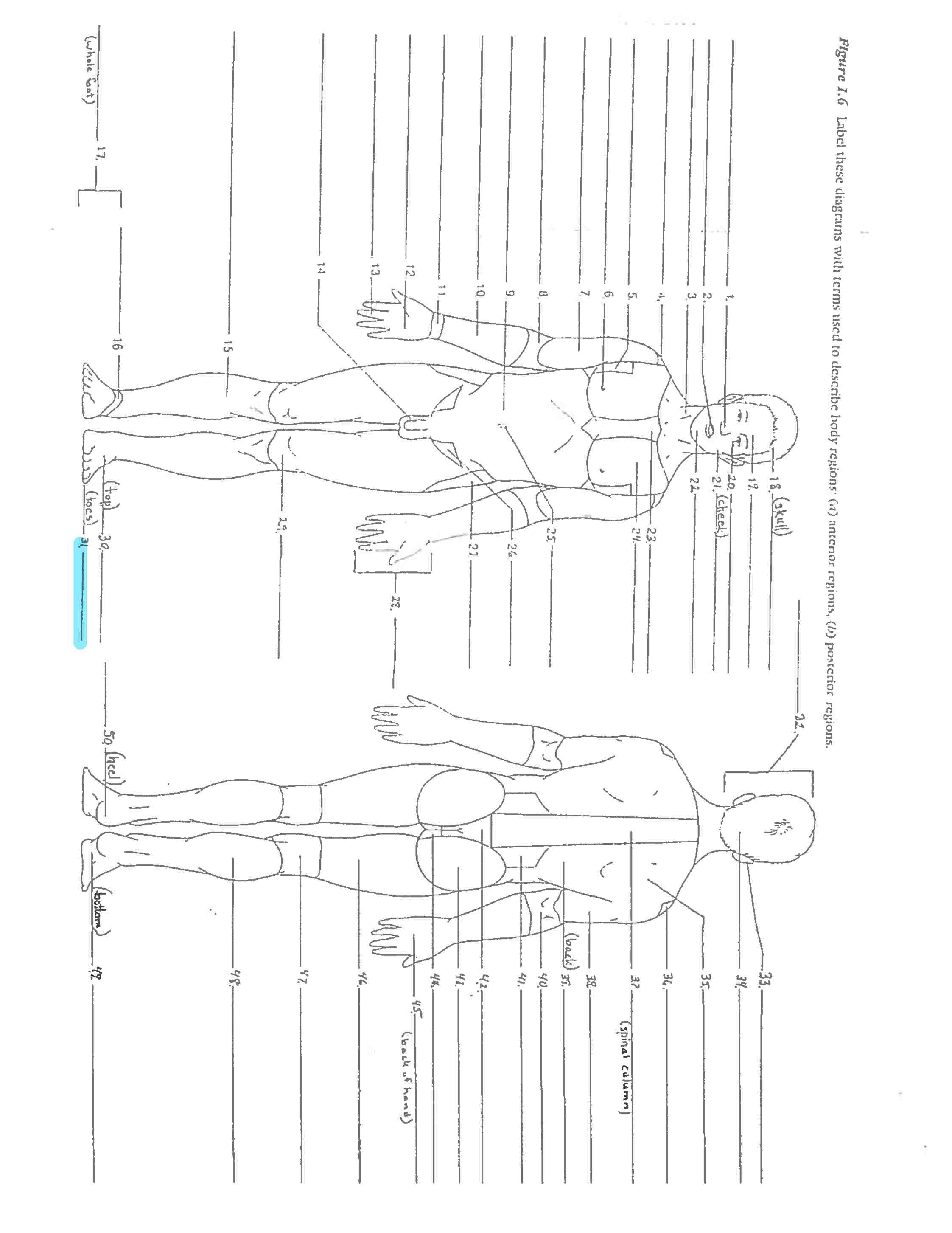 <p>Line 31 </p>