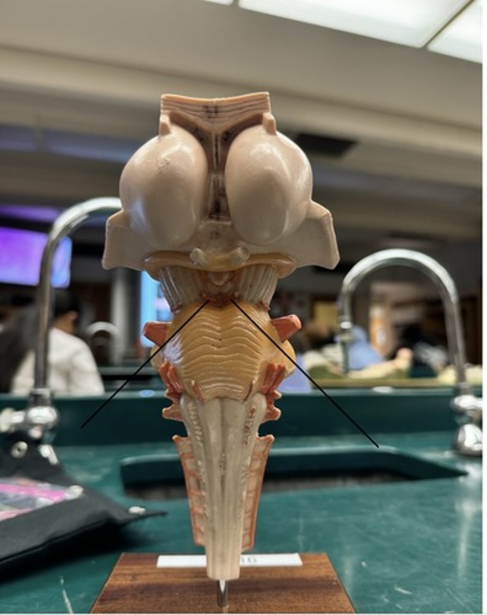 <p>identify arrow</p>