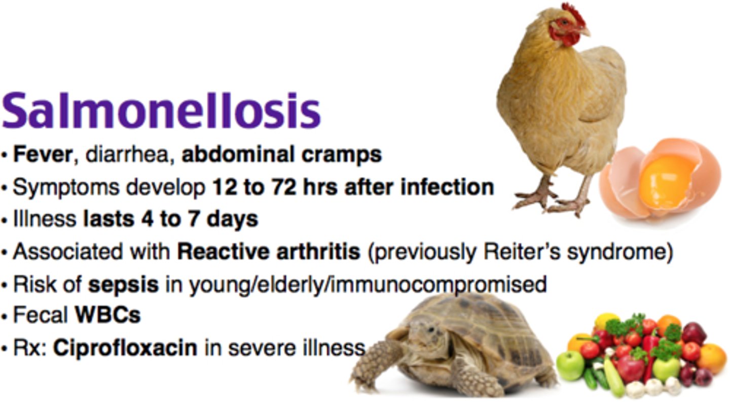 <p>Pathogen: Salmonella enterica</p><p>S+S: Abdominal pain, nausea, vomiting, diarrhea</p><p>Reservoirs: Pigs, chicken, cattle</p><p>Transmission: Fecal-oral route, ingestion of infected chicken, beef, pork, incompletely cooked eggs</p>
