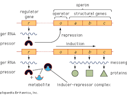 <p>What is an <strong>operon? (“OPERON = OPERATOR + genes turned ON or OFF”)</strong></p>