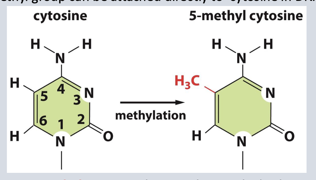 <p>compaction, repression.</p>