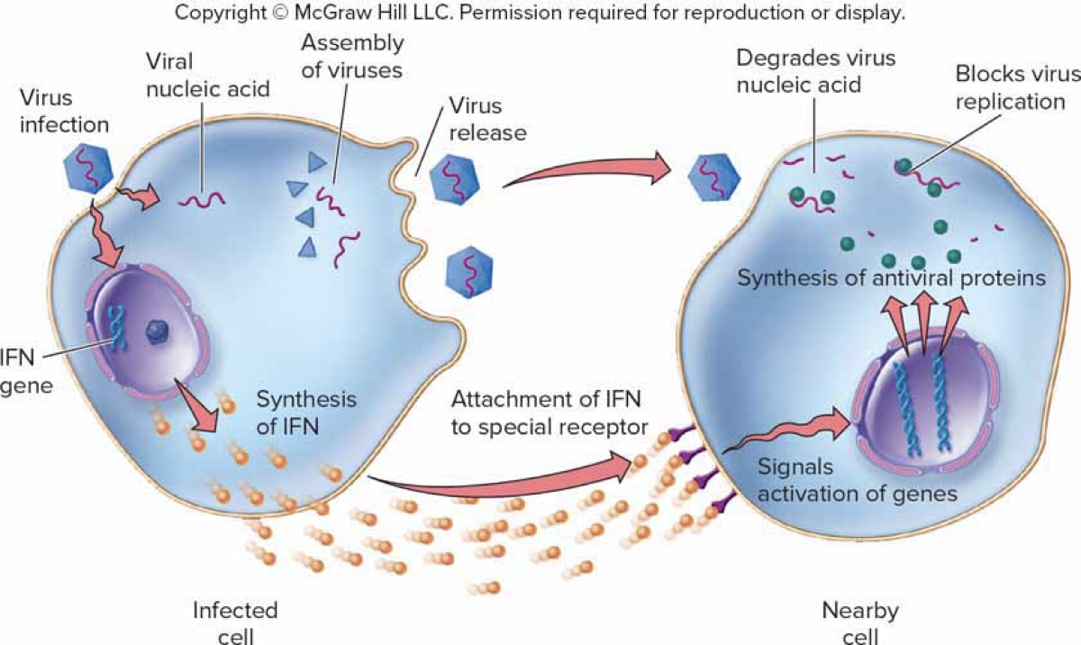 <p>IFN also increases MHC production, increasing presentation of viral antigens to T-cells</p>