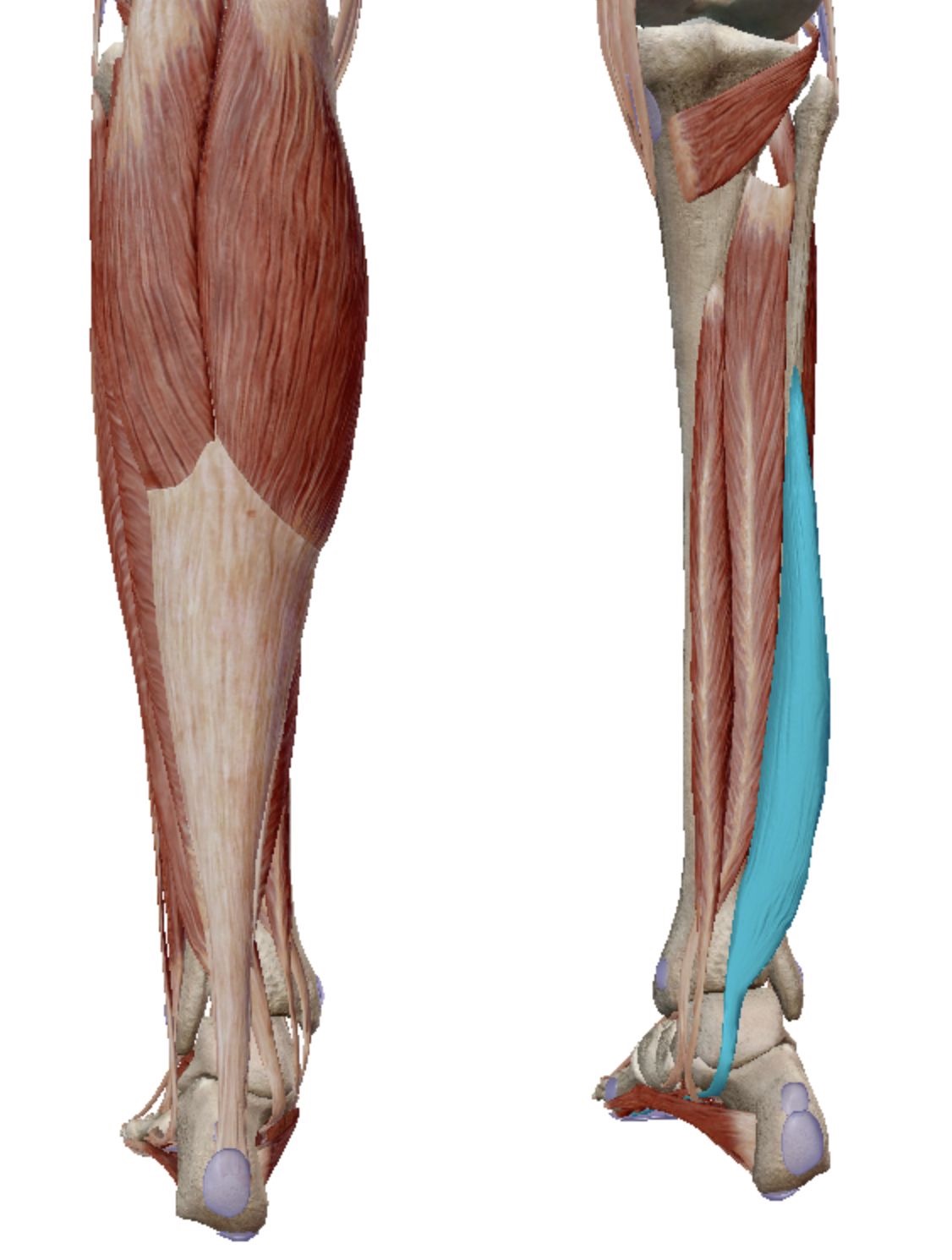 <p>Flexor Hallucis Longus</p>