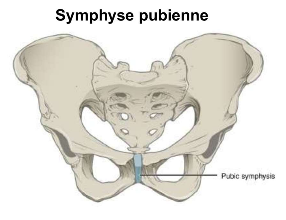 <p><strong>Union par du fibrocartilage</strong></p><ul><li><p>Permet un léger mouvement</p></li><li><p>Exemples</p><ul><li><p>Symphyse pubienne</p></li><li><p>Disques intervertébraux </p></li></ul></li></ul><p></p>