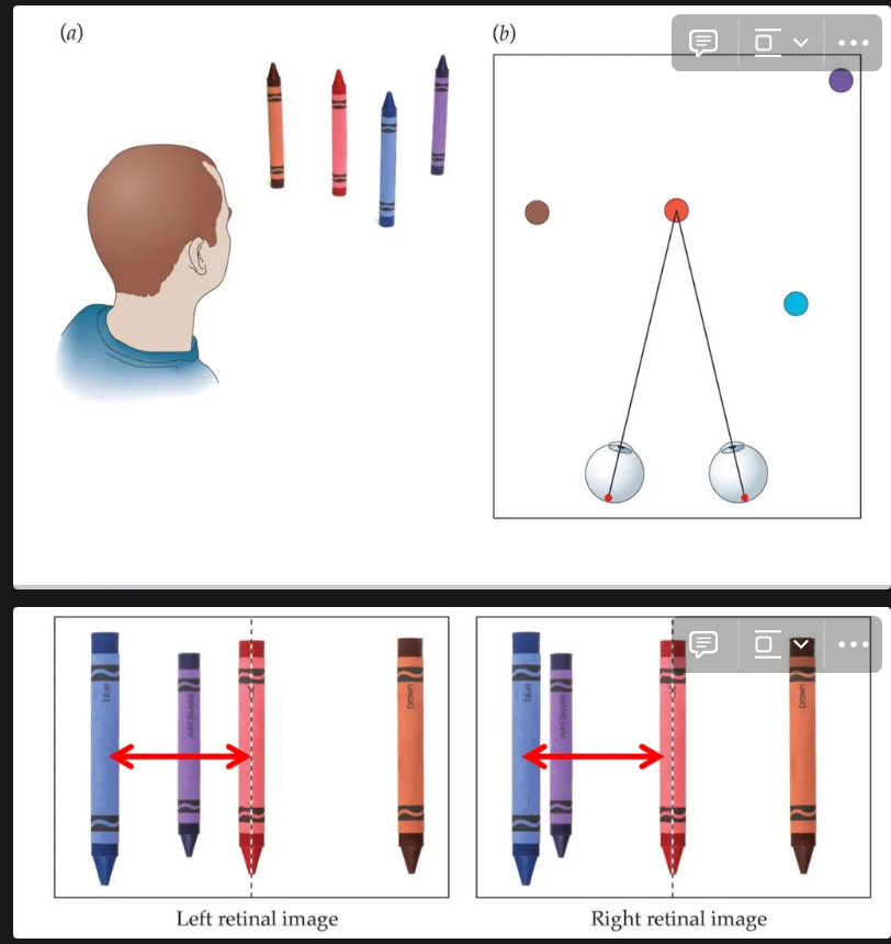 <ul><li><p>Images on Bob’s 2 retinas.</p></li><li><p>Bob fixates red crayon: corresponding retinal points: points of retinal images that have the same distance from the fovea. “Zero binocular disparity”.</p></li><li><p>The same happens to be true for the blue crayon.</p></li></ul><p></p>