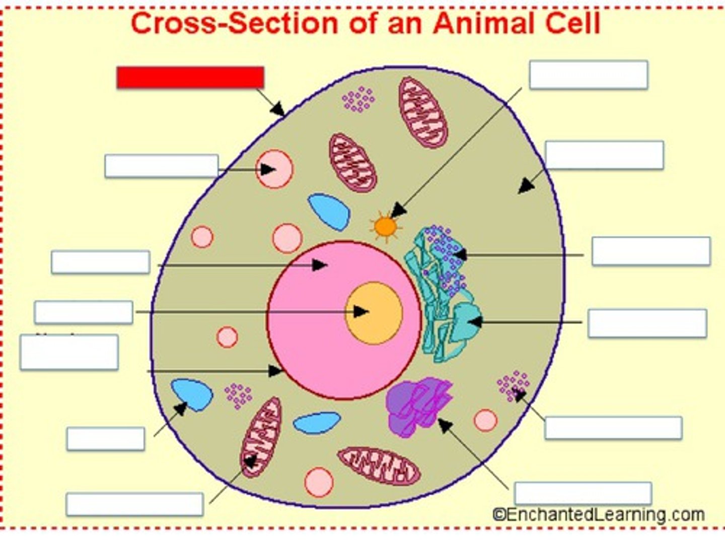 <p> monitors and controls entry into and out of the cell. The cytoplasm is the fluid that fills the cell.</p>