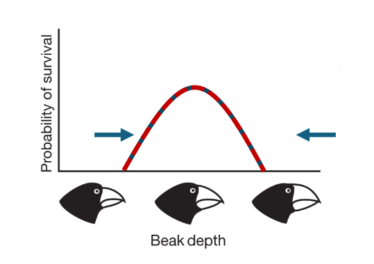 <p>Selection where one of the phenotypes on one of the ends of the spectrum results in better adaptation, so the mean shifts in that direction</p><p></p><p>ex. the average beak depth increasing following the drought</p>