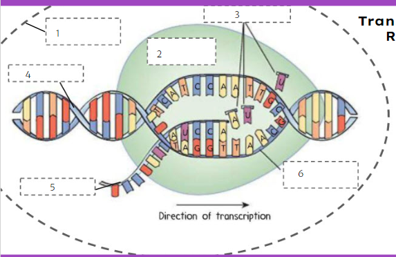 <p>What is number 3?</p>