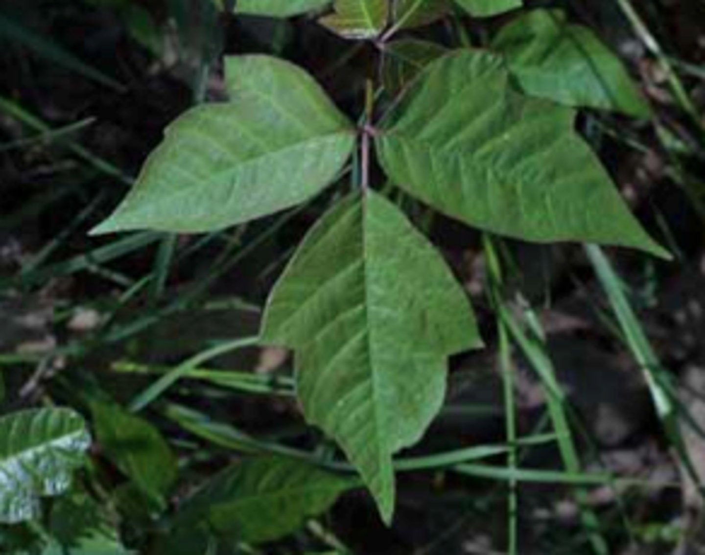 <p>Toxicodendron radicans, Anacardiaceae</p>