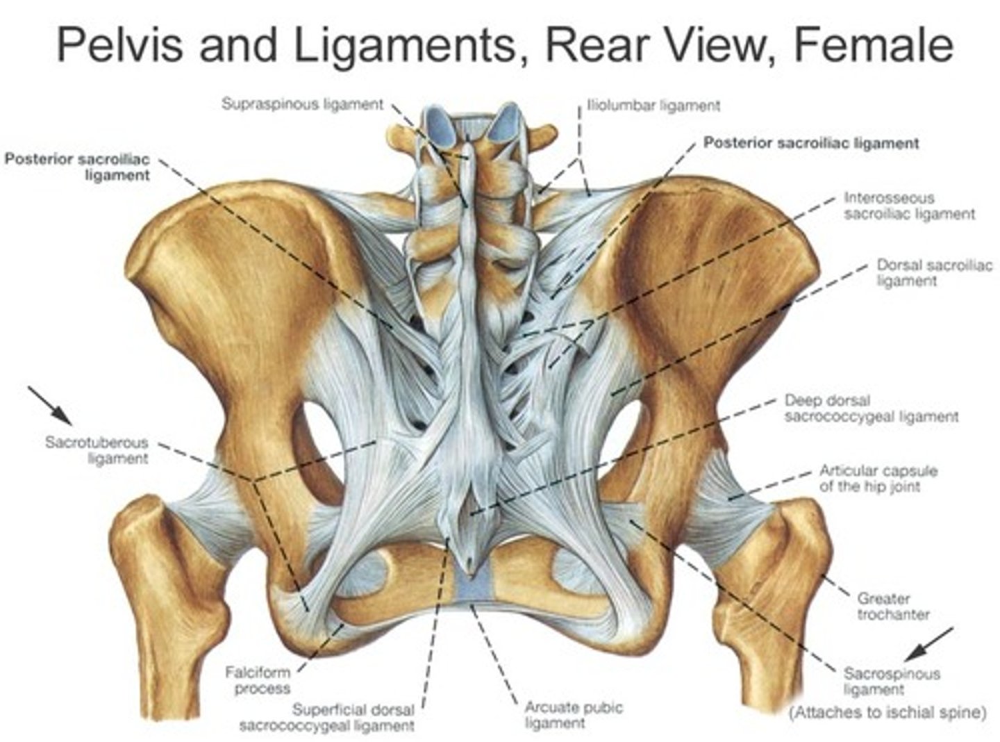 <p>sacrum &lt;-&gt; ilium</p>
