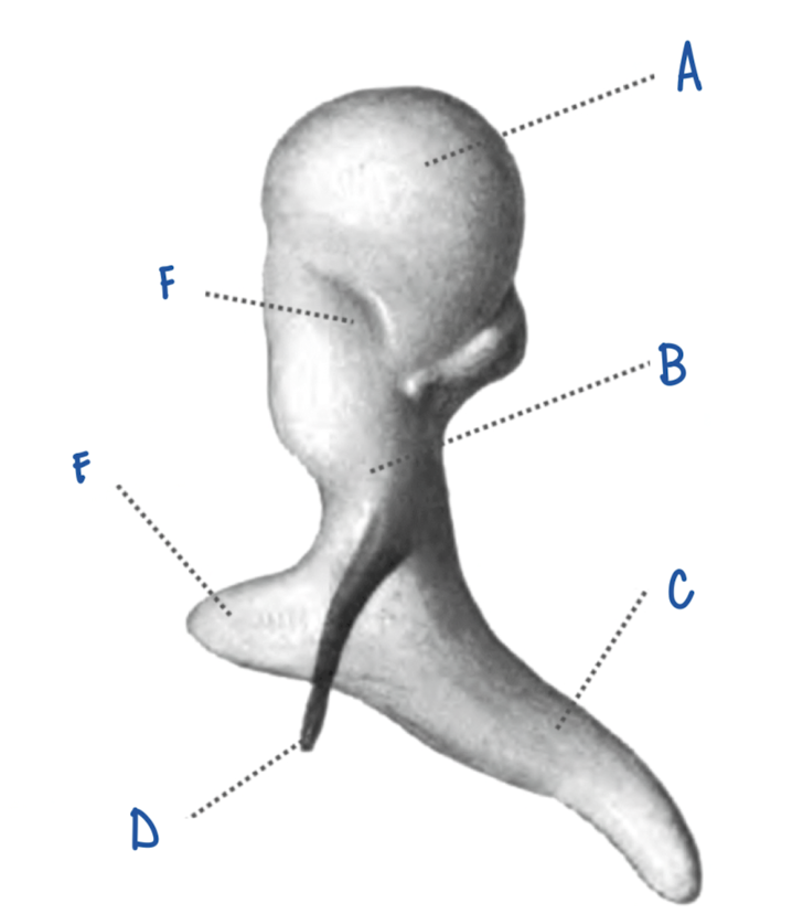 <p>What part of the Malleus is labeled D?</p>