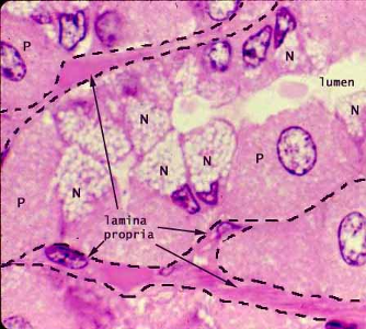 <ul><li><p>Location</p><ul><li><p>Neck of the gland</p></li></ul></li><li><p>Secrete</p><ul><li><p>Soluble mucus</p></li></ul></li><li><p>Cell structure</p><ul><li><p>Small cell</p></li><li><p>Heterochromatic nucleus</p></li><li><p>Mucinogen granules</p></li><li><p>“Frothy” cytoplasm</p></li></ul></li></ul>