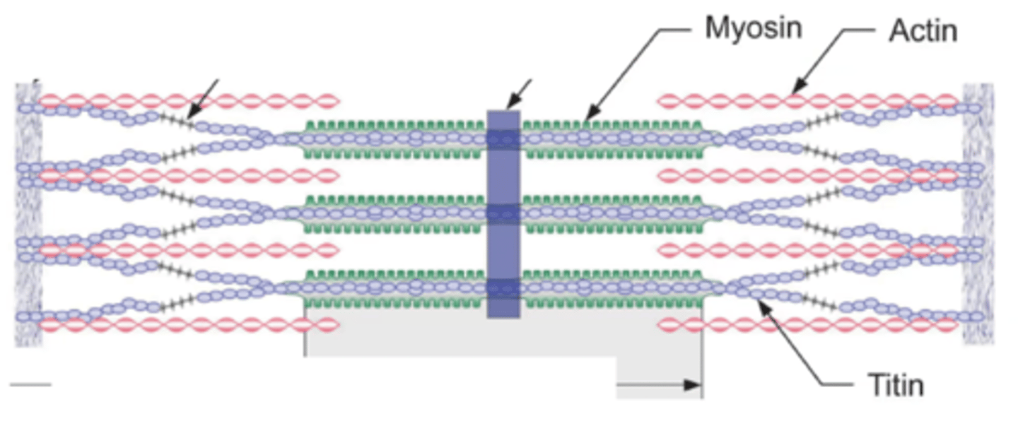 <p>protein at cross bridge that makes it own force, independent of actin-myosin force</p><p>located at the sarcomere</p>