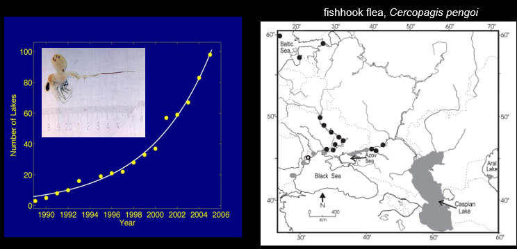 <ul><li><p class="Paragraph SCXW131650080 BCX0" style="text-align: left;"><span style="line-height: 20.925px;"><span>native to Aral and Caspian Lakes, Azoz and Black Seas </span></span></p></li></ul><ul><li><p class="Paragraph SCXW131650080 BCX0" style="text-align: left;"><span style="line-height: 20.925px;"><span>introduced to several rivers and baltic sea </span></span></p></li></ul><ul><li><p class="Paragraph SCXW131650080 BCX0" style="text-align: left;"><span style="line-height: 20.925px;"><span>discovered in lake ontario in 1998</span></span></p></li></ul><p></p>
