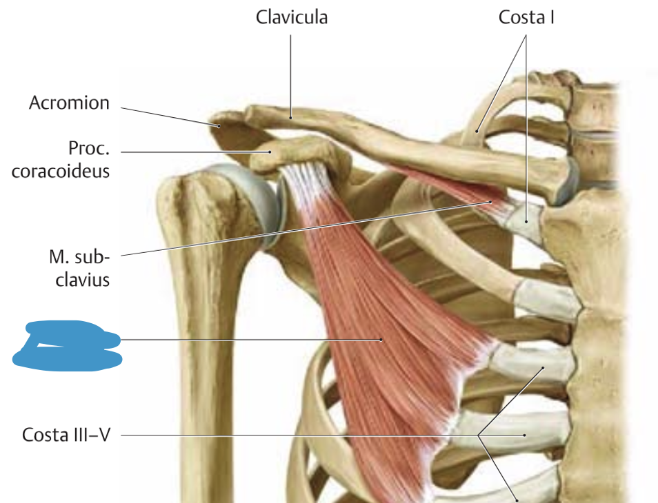 <p>m. pectoralis minor → tõmbab scapulat ette-alla, seega pöörab õlga ette-alla</p>
