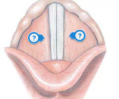 <p>another name for false vocal cords </p><p>the superior pair of folds</p>