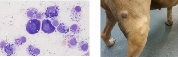 <p>7yo NM Boxer presented with 2cm mass of the left lateral thigh.</p><ul><li><p>What’s your diagnosis for this patient? </p></li><li><p>Where would you check for metastasis with this tumor type?</p></li></ul><p></p>