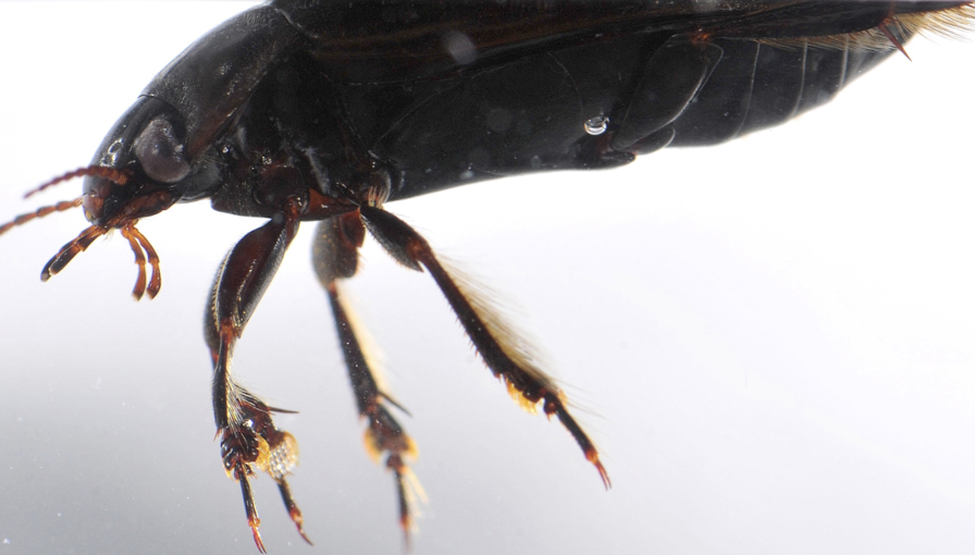 <p>adhesive additions to appendages, suction cups to attach to back of female under water</p><p>as seen on male diving beetle</p>