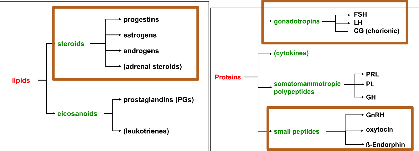 <p>Cholesterol is the precursor for all steroid hormones</p>