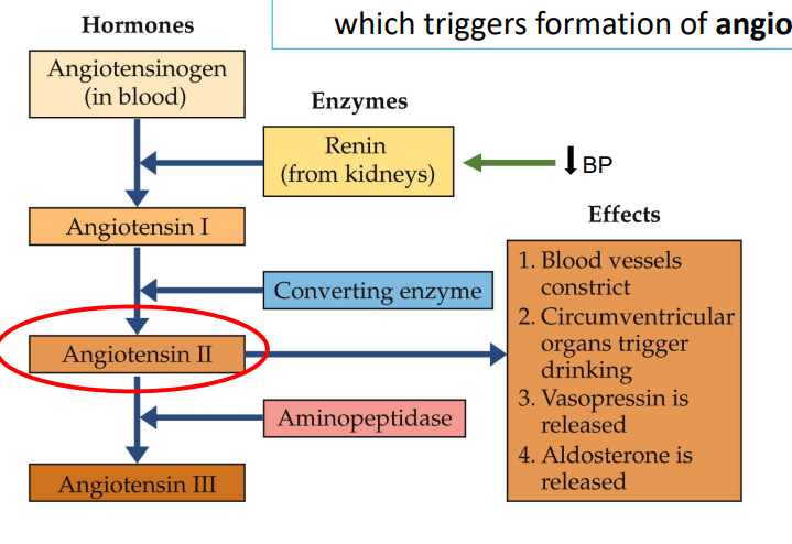 <p>Blood volume decreases → kidneys release renin → formation of angiotensin II</p>