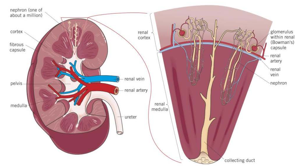<p>- Fibrous capsule<br>- Cortex<br>- Medulla<br>- Renal pelvis<br>- Ureter<br>- Renal artery<br>- Renal vein</p><p></p>