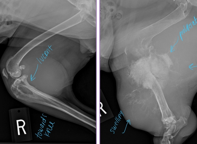 <p><span style="background-color: transparent;"><strong><span>Primary Bone Neoplasia</span></strong></span></p>