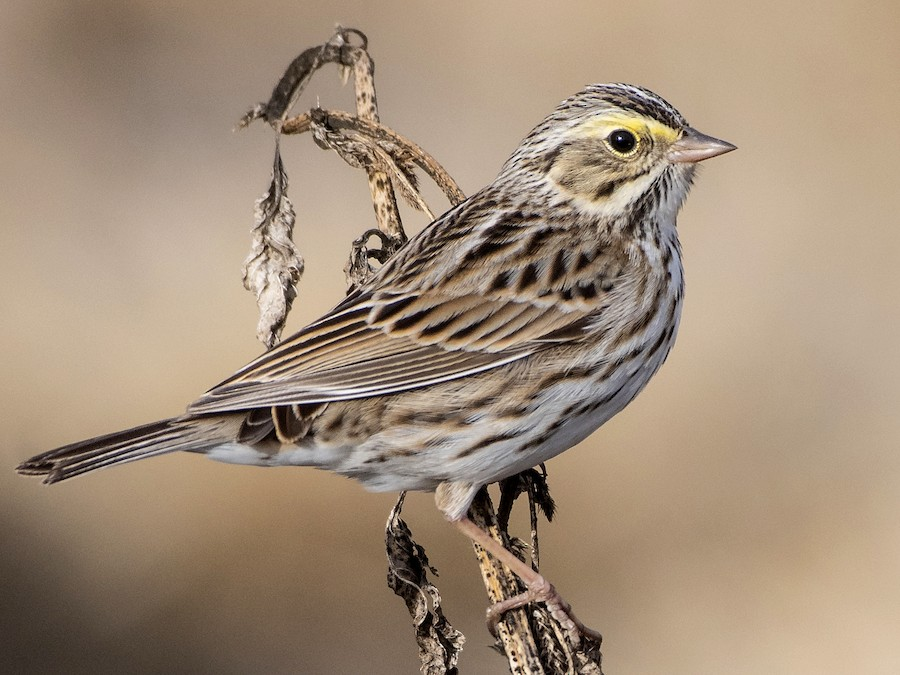<p>Savannah Sparrow</p>