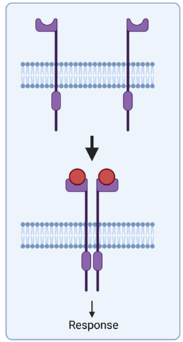 <ol><li><p>There’s a receptor in 2 halves in the membrane (monomer)</p></li><li><p>Ligand-receptor engagement brings the 2 receptor proteins (the 2 halves) together in the membrane (dimer)</p></li><li><p>This activates the kinase-linked receptor</p></li><li><p>The activation initiates a downstream cascade and biological response</p></li></ol><p></p>