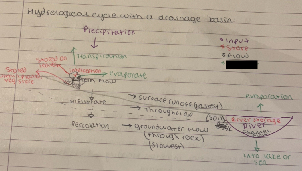 <p>what does the green represent</p>