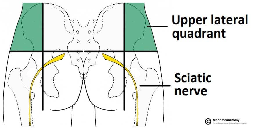 <p>Sciatic nerve</p>