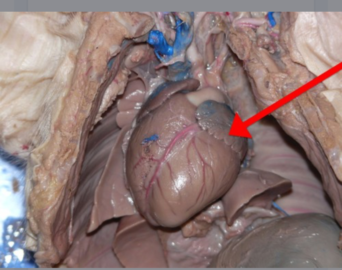<p>Heart chamber that receives oxygenated blood from pulmonary veins and passes it to the left ventricle.</p>