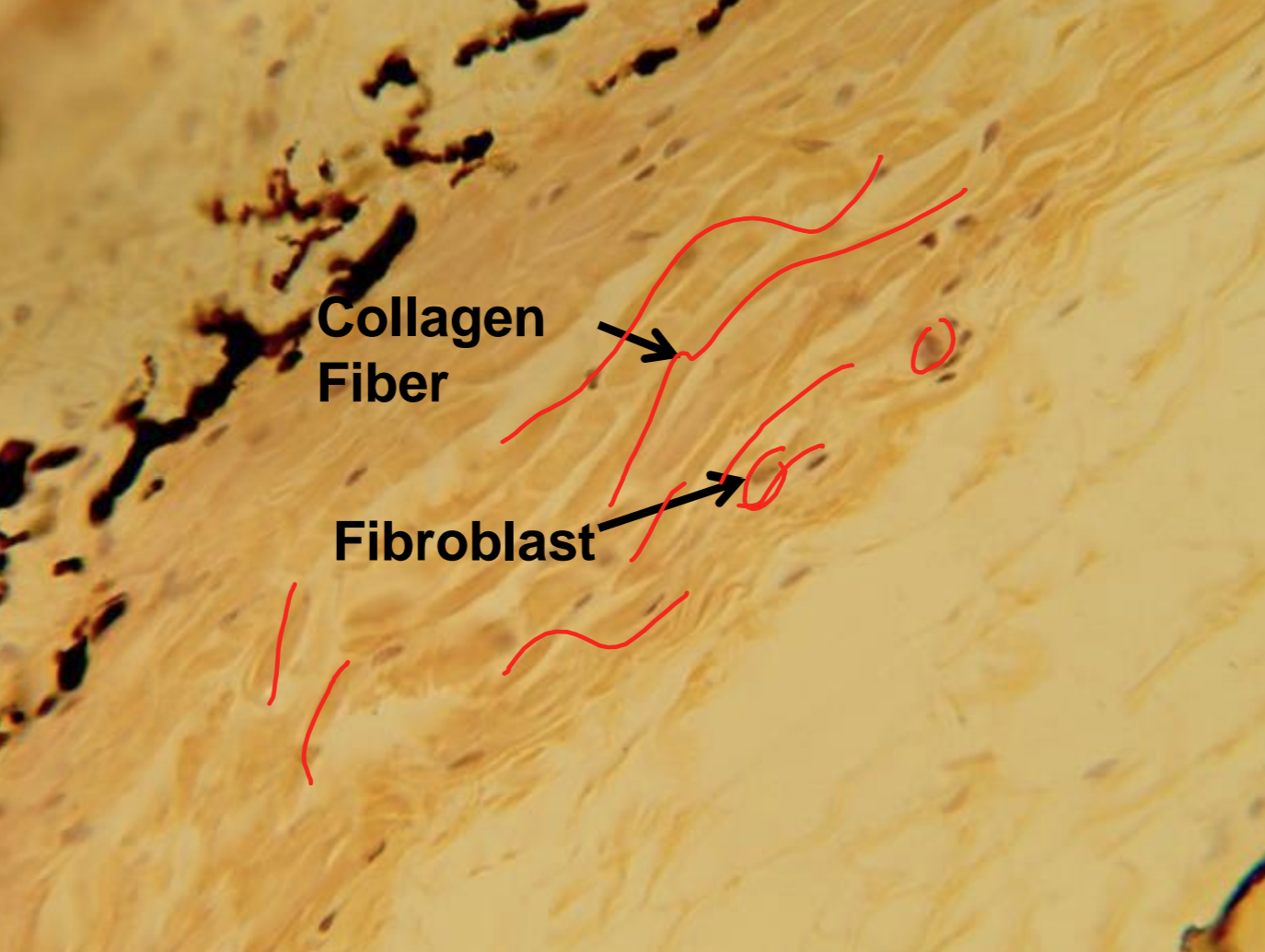 <p>what tissue is depicted in the image</p>