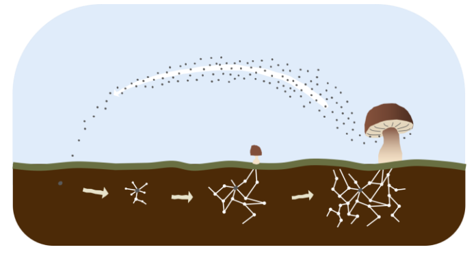 <p>Reproduce by spreading spores, which can cause infections when they come into contact with the skin or lungs.</p>