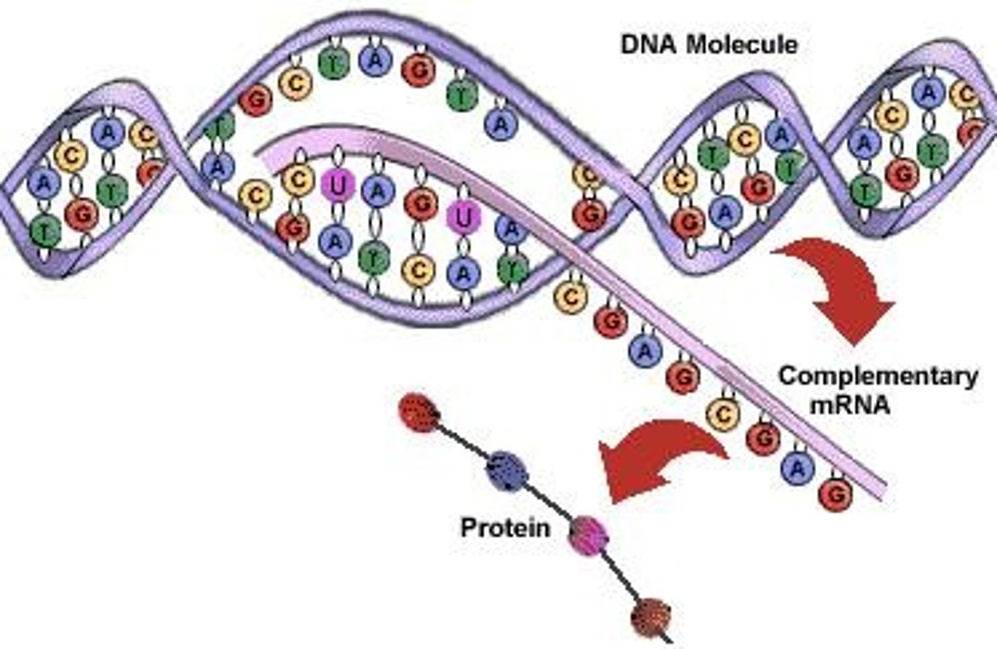 <p>mRNA is the COPY of DNA instructions</p>