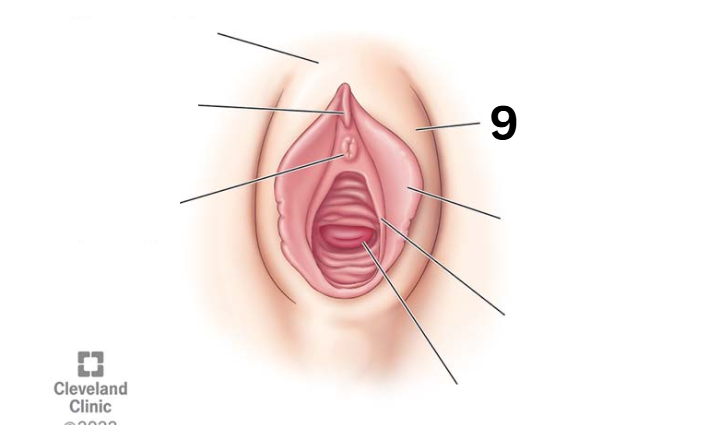 <p>Identity this female reproductive system (marked with 9)</p>