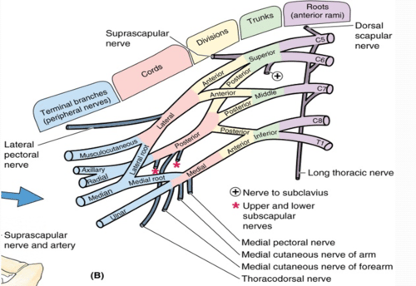 <p>-Medial pectoral n. (C8 – T1)</p><p>-Medial cutaneous nerve of arm (C8 – T1)</p><p>-Medial cutaneous nerve of forearm (C8 – T1)</p>